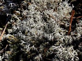 silver moss in the sunlight photo