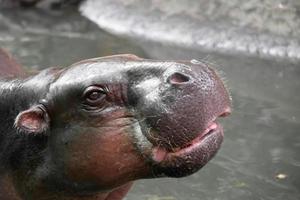 primer plano de la cara de hipopótamo en el río. retrato de un hipopótamo. enfoque selectivo foto