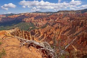 Spectacular Canyon behind a Bristlecone Pine Tree photo