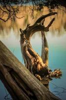 Dead tree emerging from the water photo