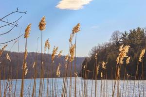 Through the reeds background photo