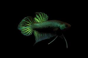 green betta fish on black background photo