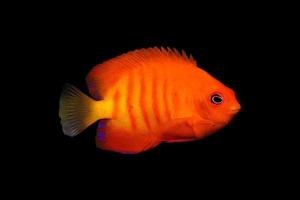 very beautiful orange fish photo