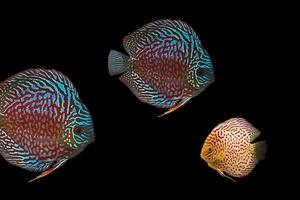 three colorful discus fish photo