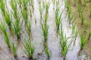 Closeup of the young rice plant in the paddy field after the planting season. photo