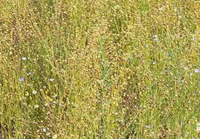 Small flower field with the soft light. photo