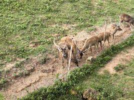 The herd of young deer near the fence is waiting for food from tourists photo