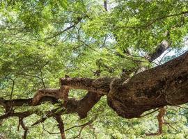 rama grande y compleja del árbol de la lluvia. foto