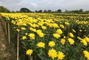 The Chrysanthemum field is growth in the local flower farm. photo
