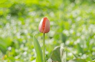 one tulip bud in greenery photo