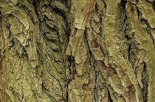 textura de la vieja corteza de álamo fondo de madera natural foto