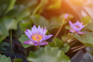 Lotus flower and Lotus flower plants photo