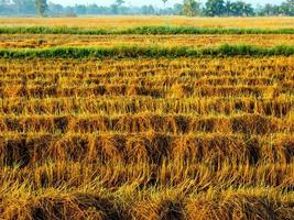 Golden color rice plant in rice fields after harvest photo