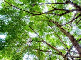 la luz del sol se filtra a través de las hojas de los árboles de higuera foto