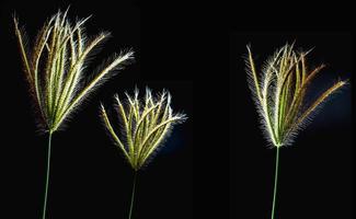 Group of  Flower of Swallen Finger grass photo