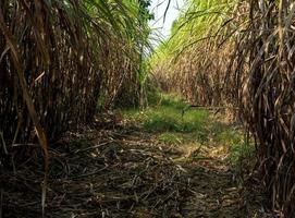 The dry cane leaves and overgrown cane flooded the head during the dirt road of the sugarcane farm photo