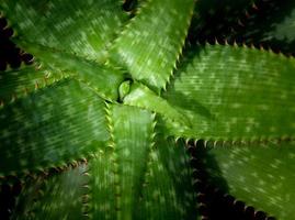 Primer plano de plantas suculentas, hojas frescas detalle de la planta de aloe foto