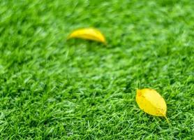 Yellow fall leaf on the artificial grass by shallow depth of field photo