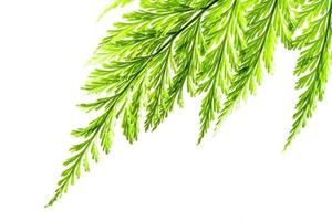 Freshness Green leaf of Fern on white background photo