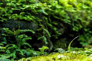 Freshness green moss and ferns with water drops growing in the rain forest photo