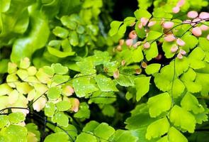 Freshness small fern leaves with moss and algae in the tropical garden photo