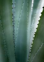 Succulent plant close-up, fresh leaves detail of Agave americana photo