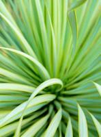 Planta de yuca suculenta de cerca, espina y detalle en hojas de yuca narrowleaf foto