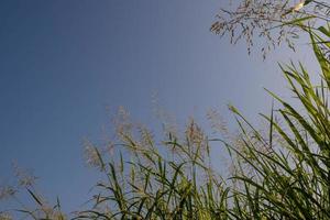 phragmites karka flores de hierba bajo la luz del sol brillante y nubes esponjosas en el cielo azul foto