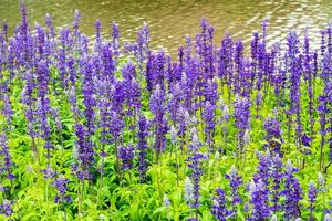 Flower bed of Blue Salvia, small blue flowers photo