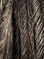 Brown strips of dry palm leaf parts. Abstract background photo
