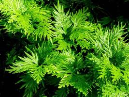 frescura verde de selaginella involucran helecho foto