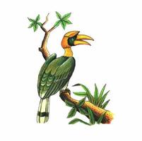 illustration hand drawn bird of tropical forest vector