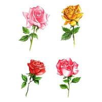 illustration hand drawn roses flower vector