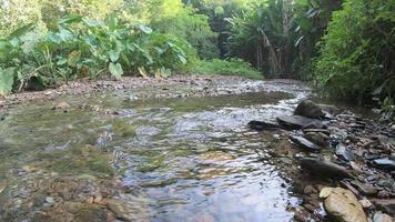 Klarer natürlicher kleiner Bach, der im grünen Wald fließt - frisches Naturwasserfluss-Hintergrundkonzept video