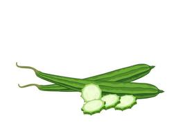 Vector illustration of Luffa or Luffa acutangula, also known as sponge gourd, isolated on a white background.