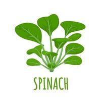 Fresh juicy raw leaf spinach isolated on a white background. Healthy diet, vegetarian food. Green salad plant in flat style. vector