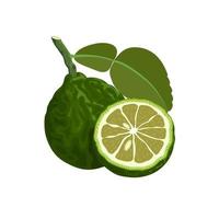 Vector illustration of kaffir lime with leaves, isolated on white background, suitable for packaging and advertising design elements.