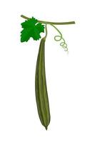 Vector illustration of Luffa or Luffa acutangula, also known as sponge gourd, isolated on a white background.