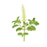 ilustración vectorial de ocimum tenuiflorum, conocida como albahaca sagrada o tulsi, aislada en fondo blanco. vector