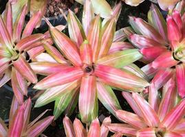 Closeup of the Urn plant. photo