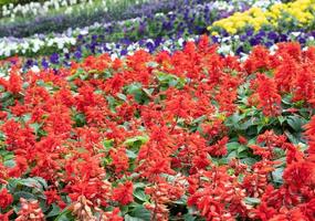 Red Salvia flower row. photo