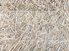 The texture of haystack with white rope. photo