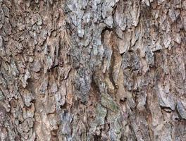Bark pattern of the large trunk tree. photo