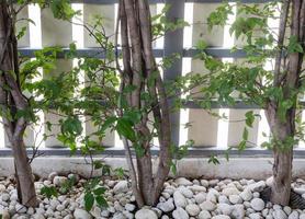 The trunk of Wrightia religiosa tree. photo