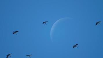 ein Schwarm asiatischer Openbill-Vögel gegen die abnehmende Mondsichel