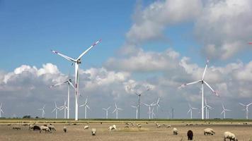 Panoramic view on sheeps in front of alternative energy wind mills video