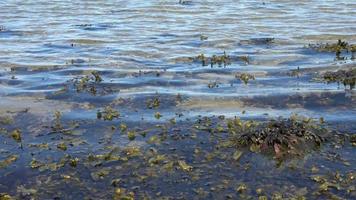 vista de ángulo bajo sobre las olas de agua en la costa de una playa del mar Báltico en un día soleado. video