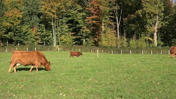 vacas marrones pastando en un prado verde contra el fondo del bosque otoñal. video