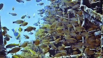 fotos subaquáticas enquanto mergulha em um recife colorido com muitos peixes video
