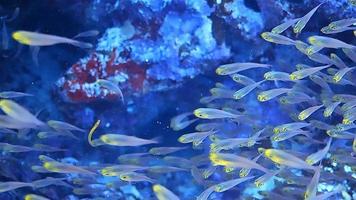 Underwater shots while diving on a colourful reef with many fishes. video